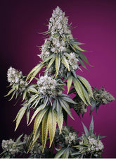 JEALOUSY Z XL AUTO®! 🍊🌿